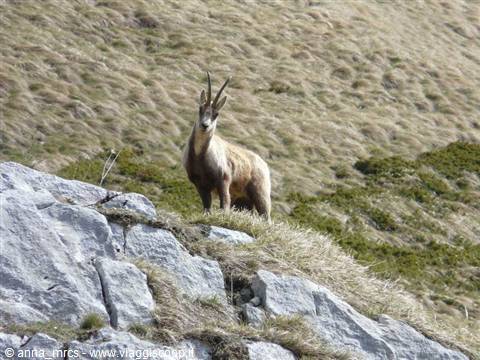 13 Camoscio d'Abruzzo