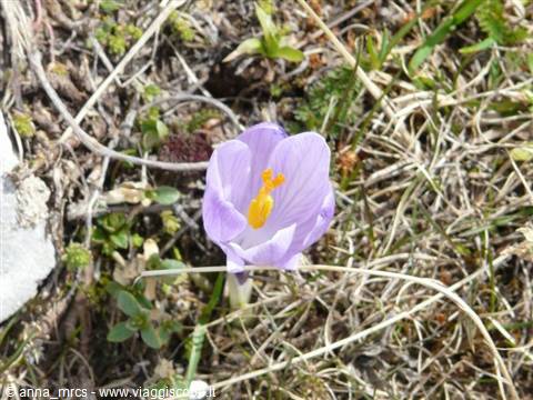 20 Crocus