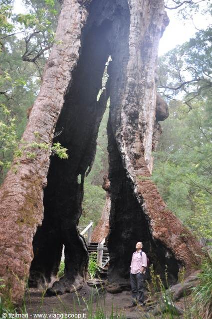 Valley of Giants