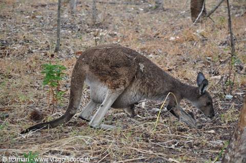 Yanchep N.P.