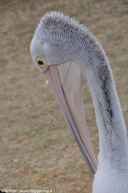 Kalbarri, il pasto dei pellicani