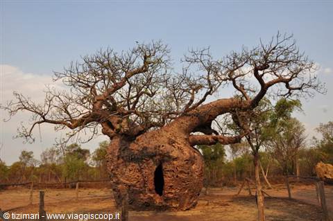 Boab prison tree