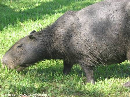 capibara (dopo i fanghi)