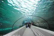 Lo splendido acquario di Sidney