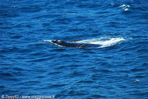 Il passaggio di una balena