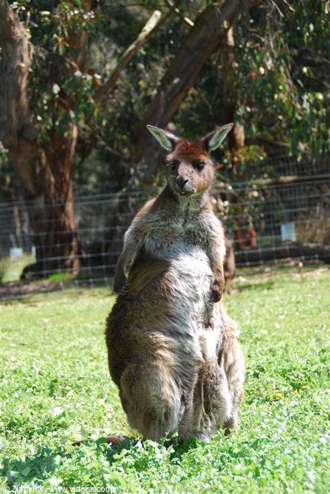 Il simbolo dell'Australia:il canguro