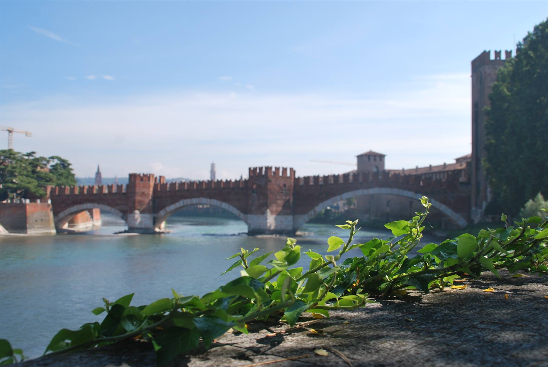 Ponte Scaligero di mattoni sull'Adige, a Verona, con foglie verdi in primo piano