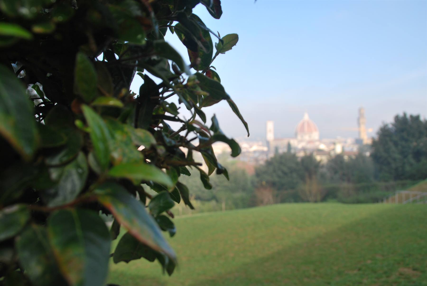 Foglie verdi in primo piano, sullo sfondo la cupola del Duomo di Firenze