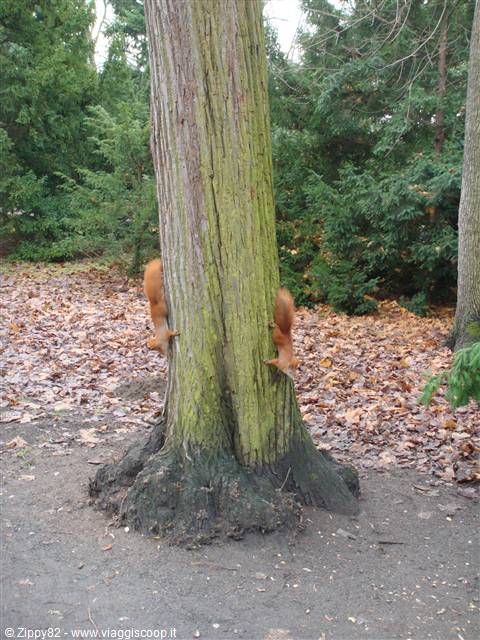 Scoiattoli a Charlottenburg