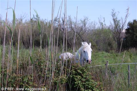 CAVALLI E TORI IN CAMARGUE