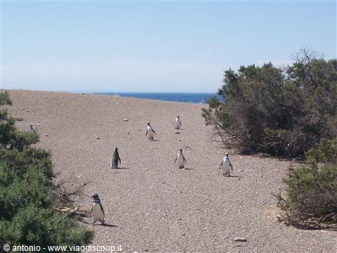 Punta Tombo