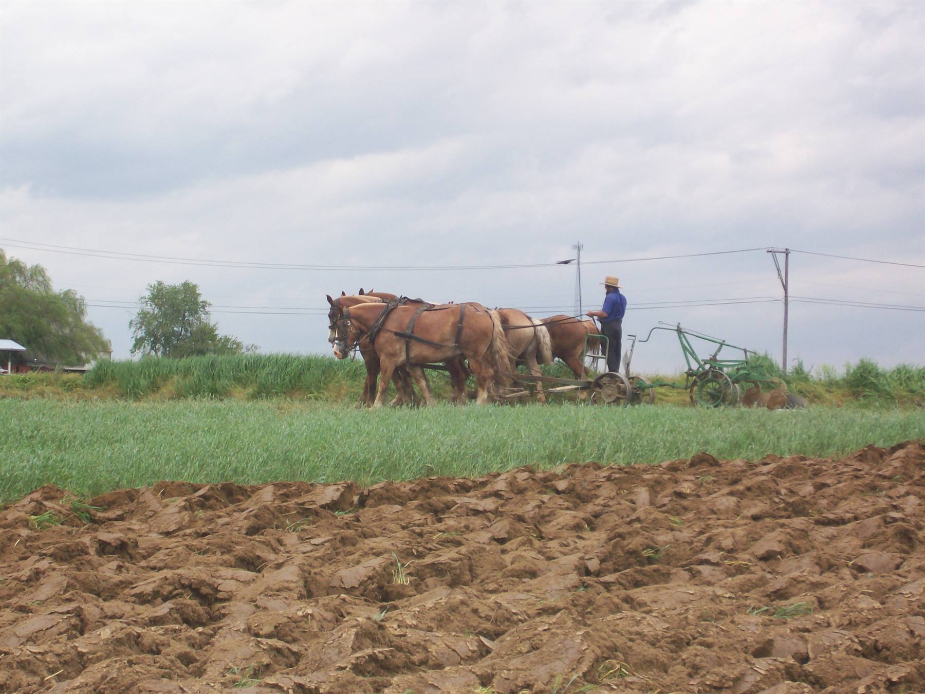Dutch County,Amish