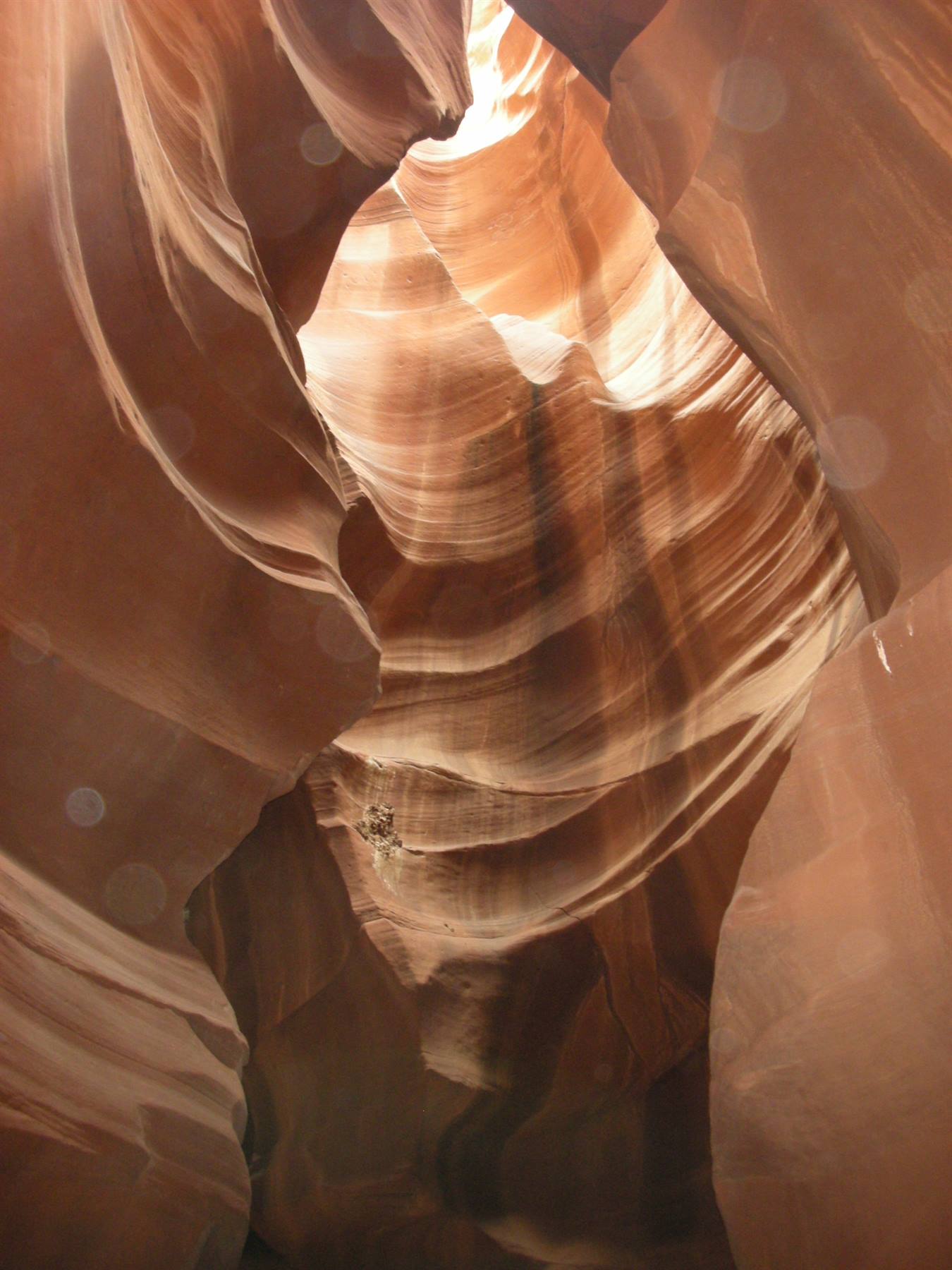 Antelope