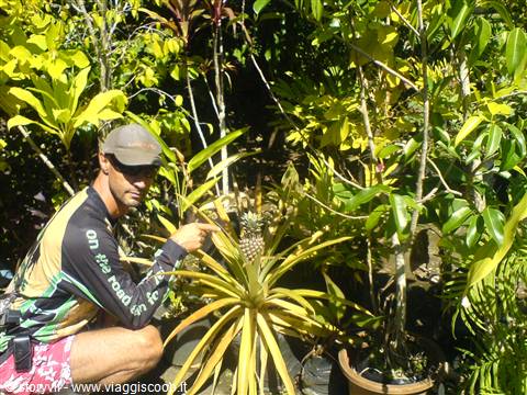 la pianta dell'ananas al nostro albergo