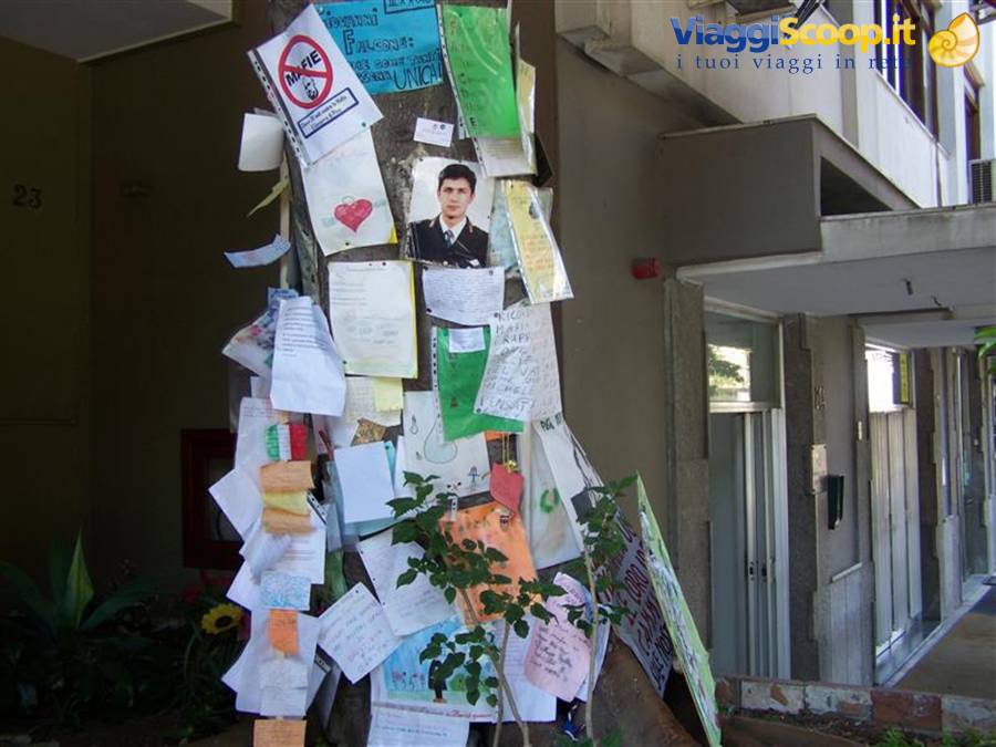 Albero di Falcone