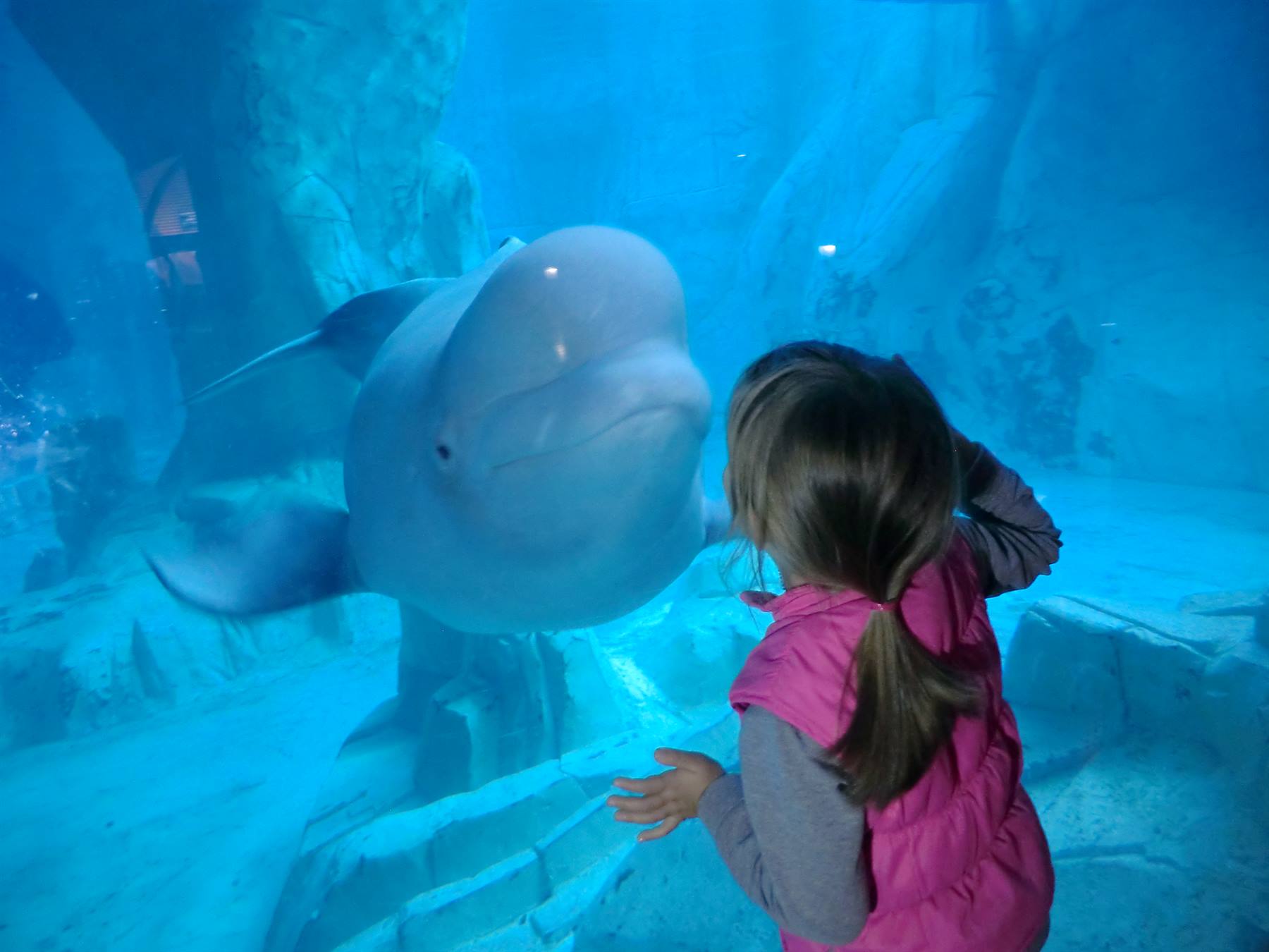 Bambina con pettorina rosa accosta la mano al vetro davanti a un beluga