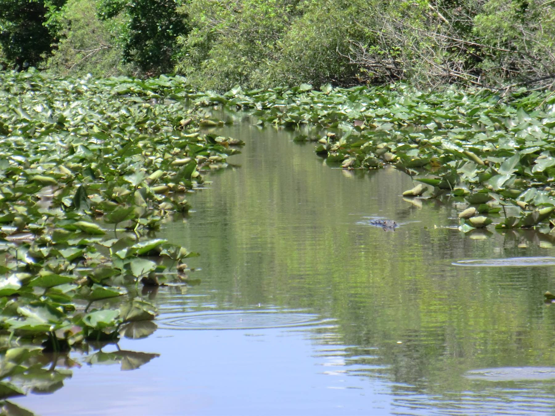 everglades