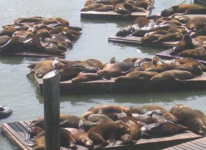 Gli abitanti del Peer 39