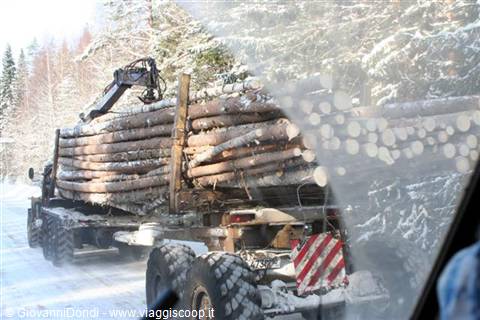 perc orsa dai camion dei boscaioli