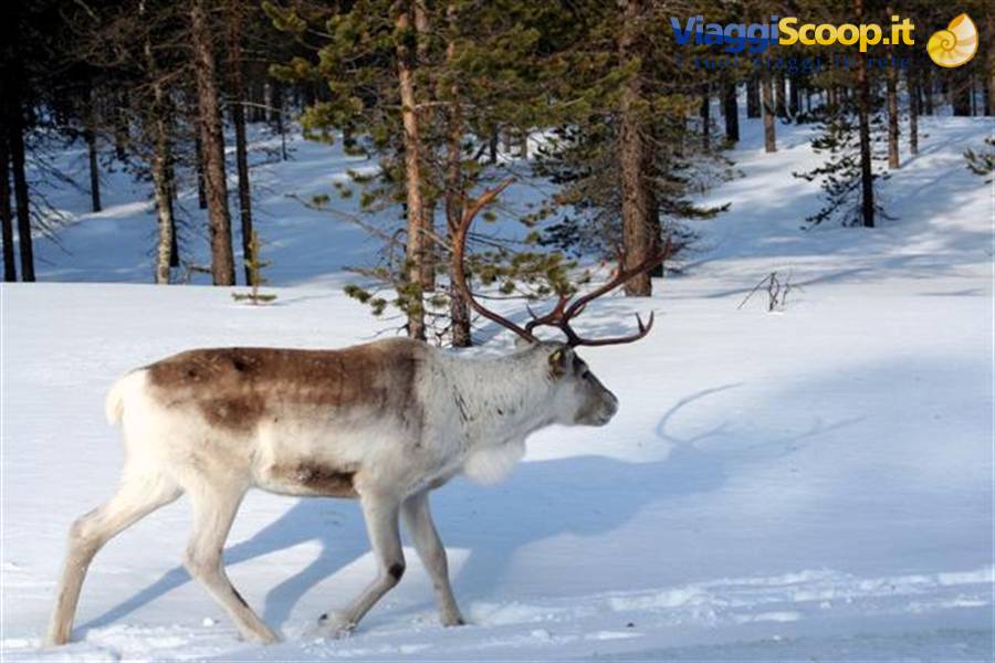 Appena entrati in Lapponia, avvistiamo le renne