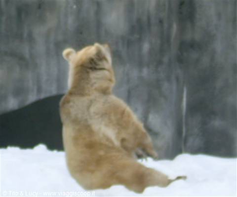 Orso bianco al parco zoologico.....alle prese con lo yoga!!!