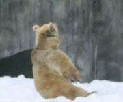 Orso bianco al parco zoologico.....alle prese con lo yoga!!!