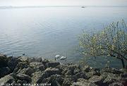 Lago di Neuchatel