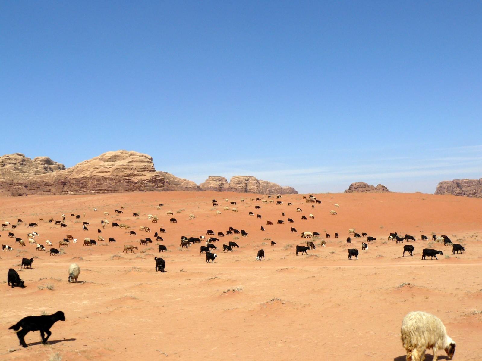 Wadi Rum