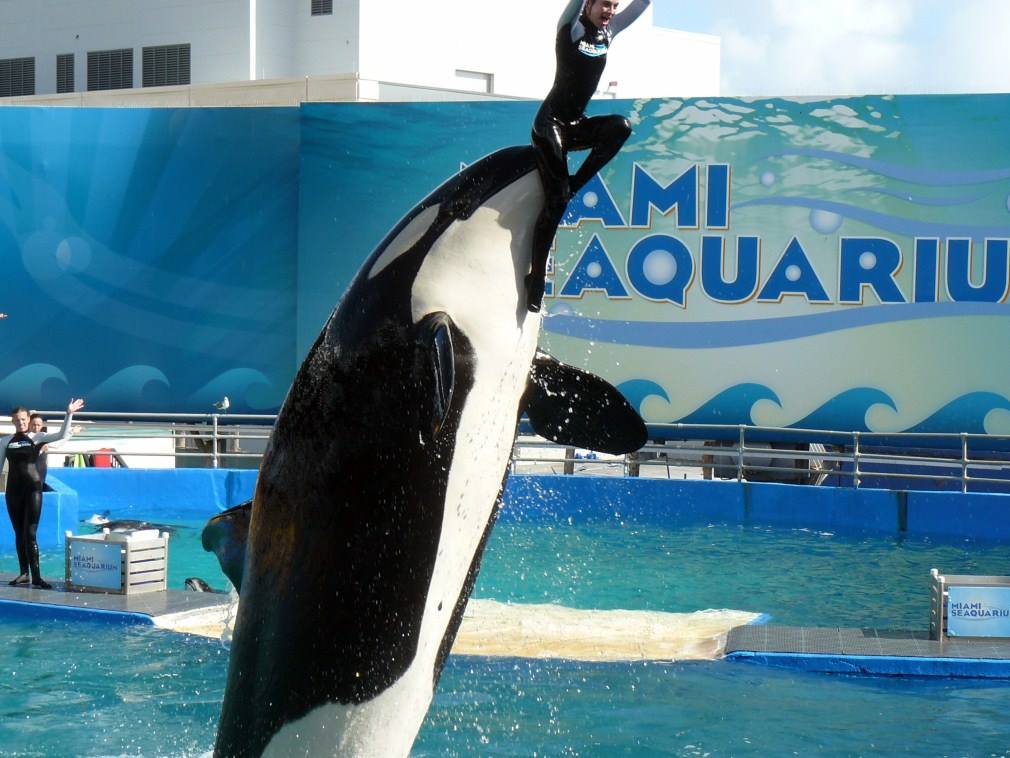 MIami Seaquarium