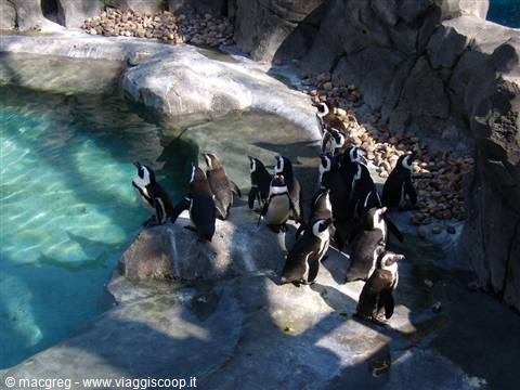 Zoo Acquario
