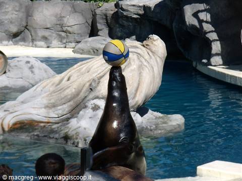 Zoo Acquario