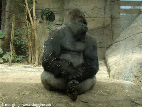 Zoo Acquario