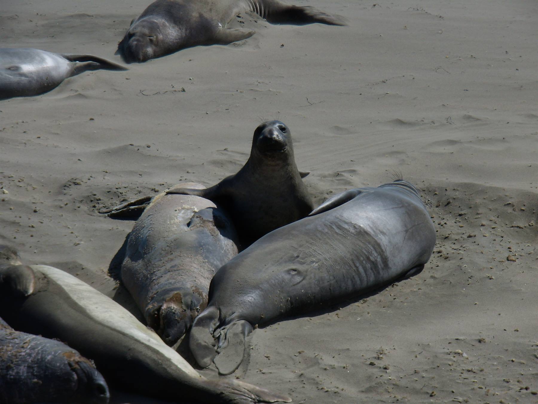 Piedras Blancas