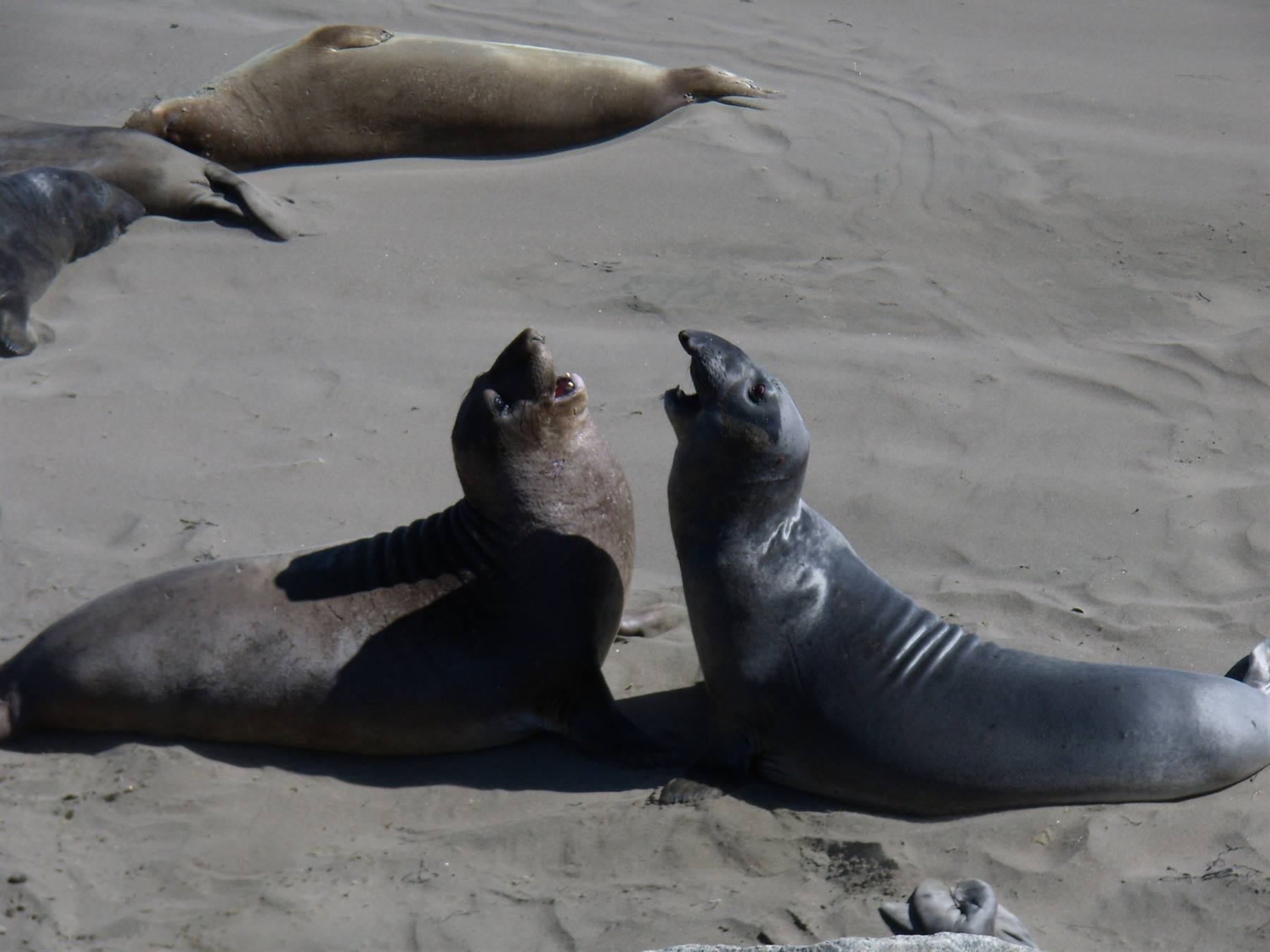 Piedras Blancas
