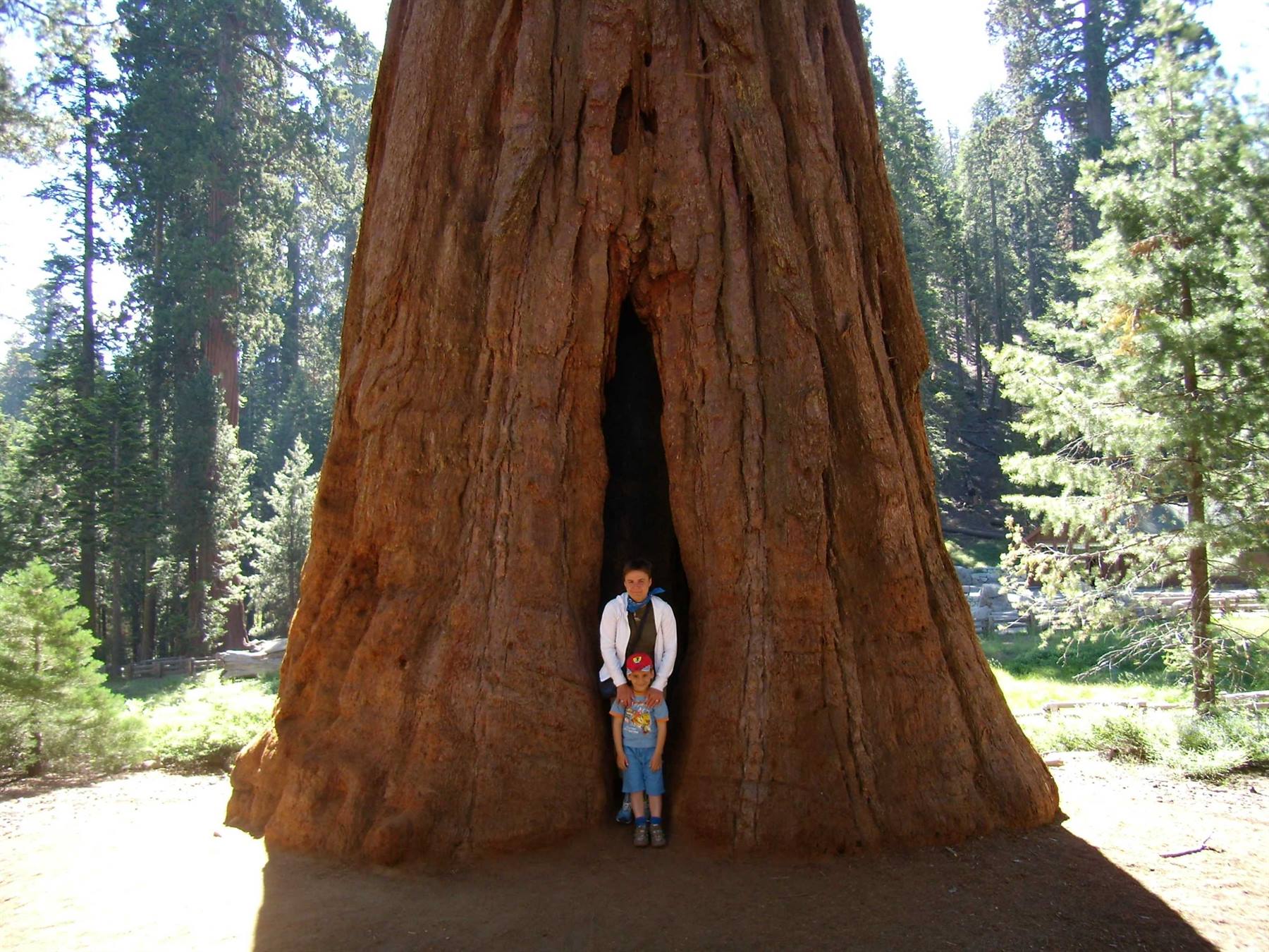 Sequoia NP