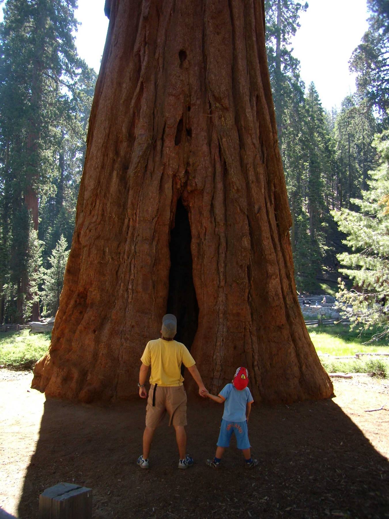 Sequoia NP