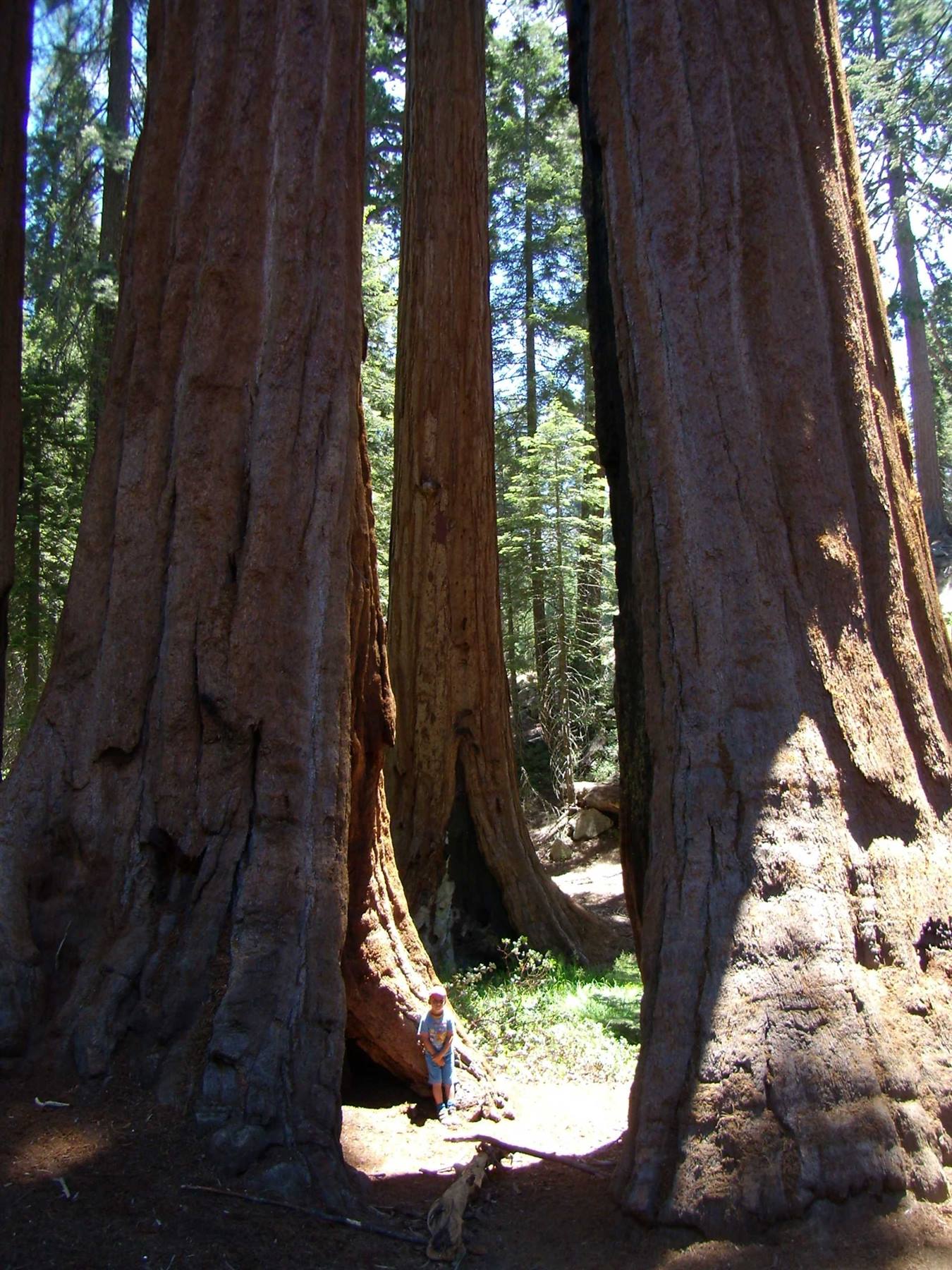 Sequoia NP