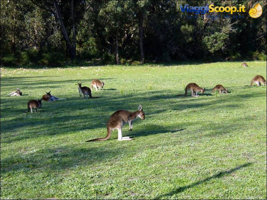 Yanchep