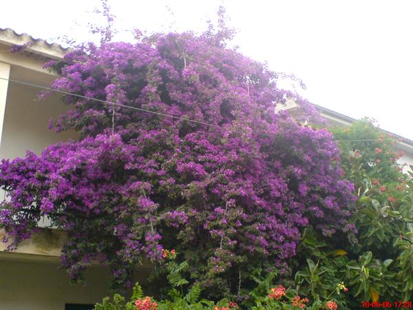 il giardino di casa