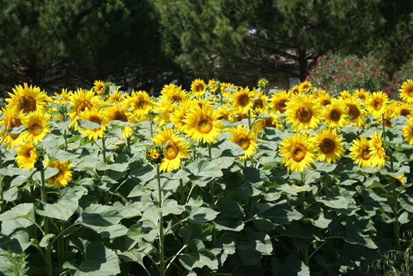 i girasoli