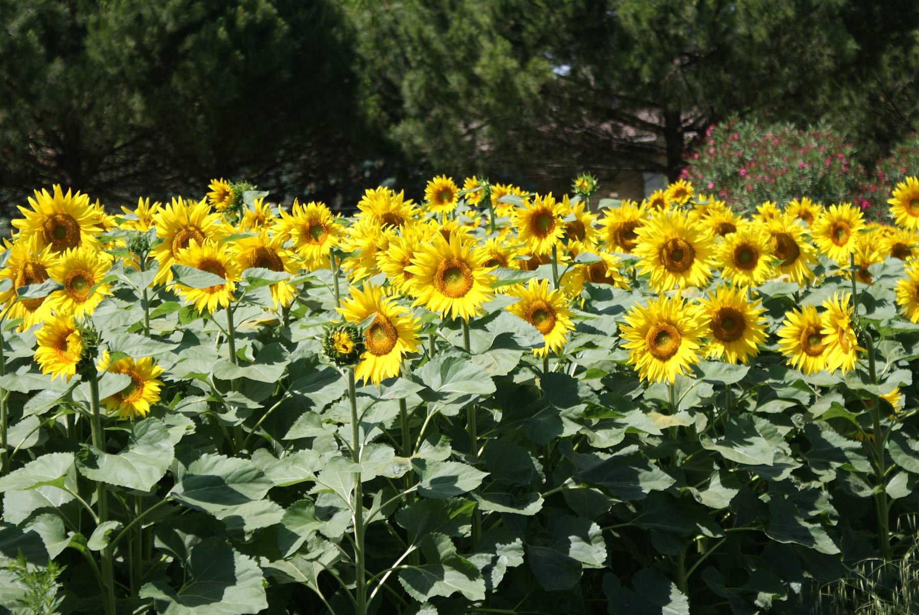 i girasoli