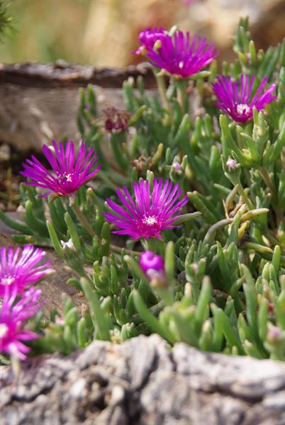 Fiori in Val Brembana