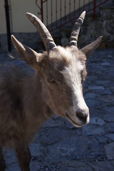 Santa Brigida la capra cittadina
