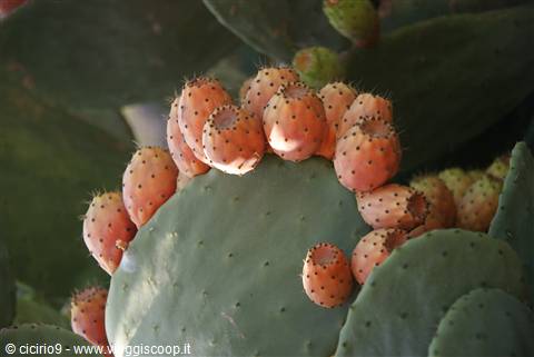 Flora Pantesca