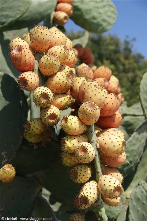 Flora Pantesca
