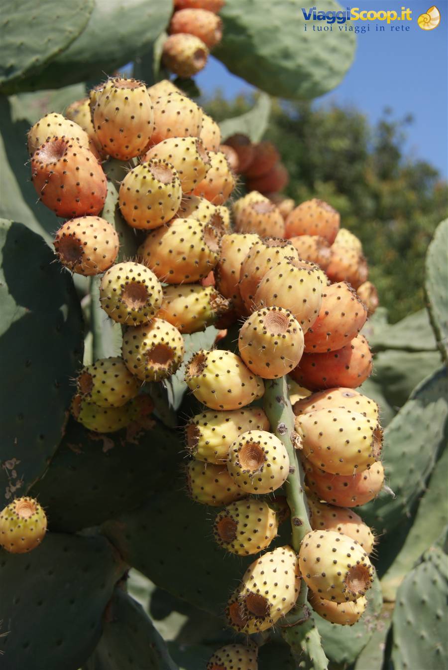 Flora Pantesca