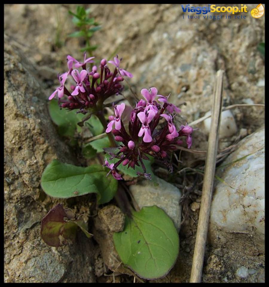 Calatabiano - Fiori tra le pietre, lungo la via del Castello