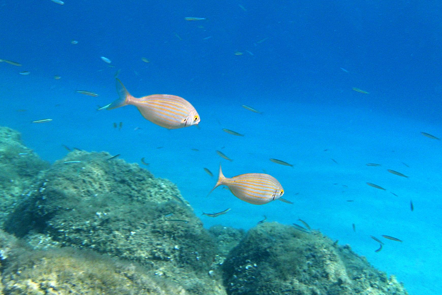 Cala Cipolla