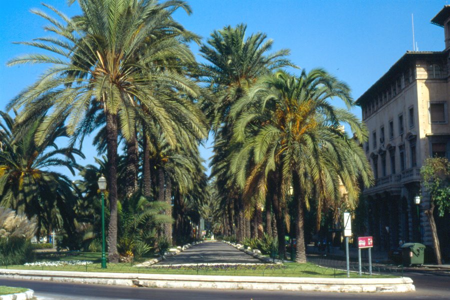 Palma de Maiorca
