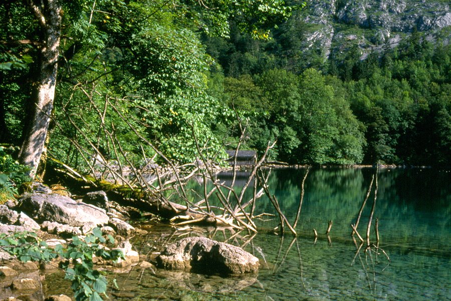 Obersee